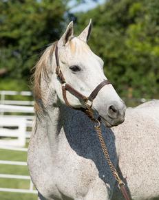 companion for foals