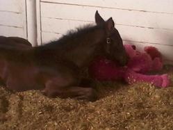 orphan horses