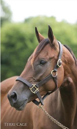 what happens to race horses
