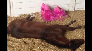 orphan foals