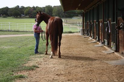 hand walking horses