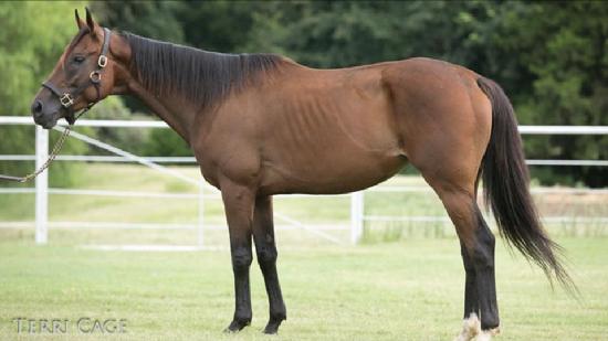Retired racehorses